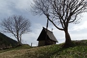 Spettacolo di crocus ai prati della Pigolotta di Valtorta il 22 aprile 2019  - FOTOGALLERY